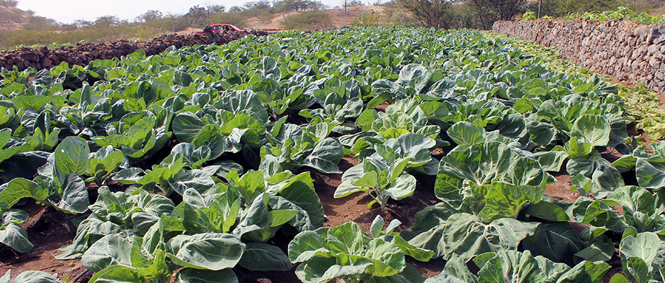 agricultura de Regadio