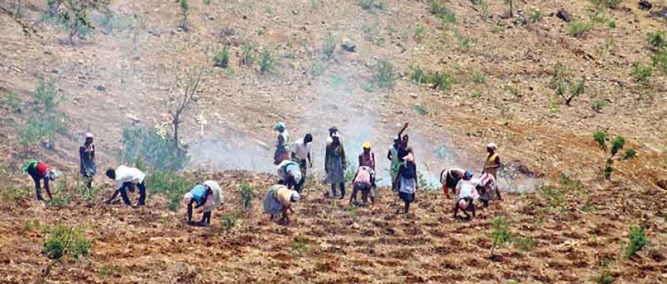 Agricultura de Sequeiro