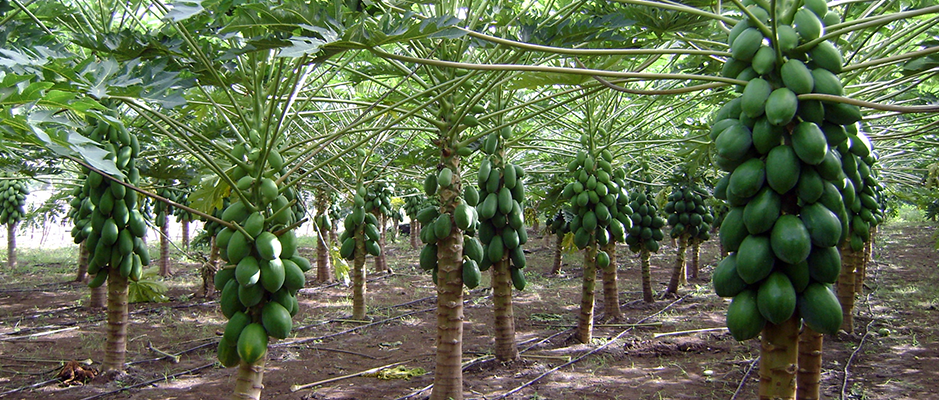 Extensão Rural (boas práticas)